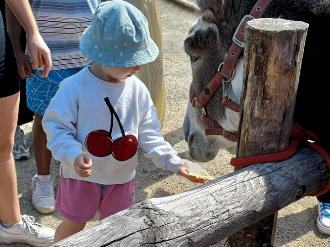 Foto's intergenerationneelkamp - 8/2025 - Photos du camp interg&eacute;n&eacute;rationnel